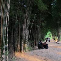 hutan-bambu-surabaya-kesejukan-di-tengah-kota---januari-2020