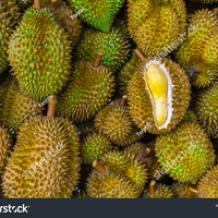 wisata-durian-murah-meriah-makan-sepuasnya-kuy-cobain