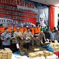 kapolda-ladang-ganja-di-mandailing-berpotensi-hasilkan-60-ton-ganja