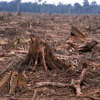 sangat-mengkhawatirkan-5-negara-dengan-tingkat-kerusakan-hutan-terparah-di-dunia