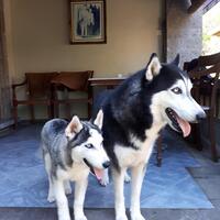 new-siberian-husky-lovers---read-page-1-for-update---part-2