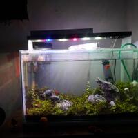 aquascape-for-everyone-learning-and-sharing---part-4