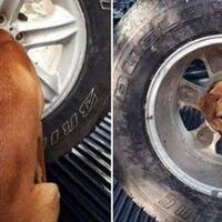 tersangkut-di-pelek-potret-anjing-ini-bikin-serba-salah