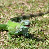 tertarik-memelihara-iguana-kenali-iguana-lebih-dalam-sebelum-memeliharanya-yuk