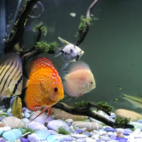 discus-lovers--regenerated----part-3