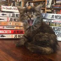 otis--clementines-books-and-coffee-toko-buku-yang-dipenuhi-dengan-anak-kucing