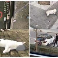 kucing-dan-anjing-dilempar-dari-gedung-gara-gara-hoaks-virus-corona