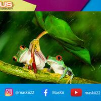 duh-gemes-beginilah-cara-hewan-ini-berteduh-saat-hujan
