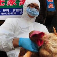 belum-selesai-virus-corona-flu-burung-kembali-merebak-di-china