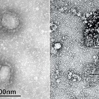 keanehan-virus-corona-ada-tambahan-misterius