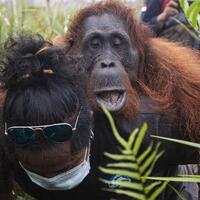 penyelamatan-orang-utan-di-ketapang-yang-bikin-haru