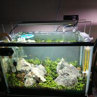 aquascape-for-everyone-learning-and-sharing---part-4