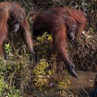 viral-foto-orangutan-ulurkan-tangan-untuk-pria-di-sungai