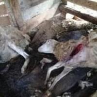 28-kambing-di-wonogiri-mati-misterius-leher-dan-perutnya-tercabik