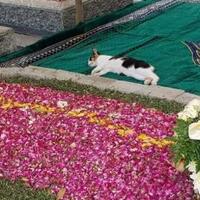 viral-kucing-peliharaan-gus-sholah-tidur-di-makam-majikan-tak-mau-pergi