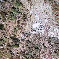 polres-oksibil-siapkan-1-peleton-pasukan-bantu-evakuasi-heli-tni-mi-17