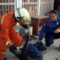 produsen-furniture-di-jaktim-diteror-7-kucing-liar-damkar-turun-tangan