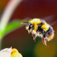 jika-lebah-terancam-punah-akibat-cuaca-ekstrem-7-hal-ini-akan-terjadi-pada-dunia