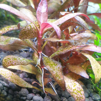 aquascape-for-everyone-learning-and-sharing---part-4