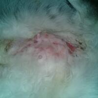 96089608960896089608960896089608-klinik-dokter-hewan-baru-96089608960896089608960896089608