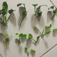 aquascape-for-everyone-learning-and-sharing---part-4