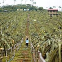 coc-regional-lokasi-wisata-pesona-alam-bukit-naga-agro-jollong-gembong