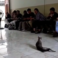 heboh-video-kucing-salting-bikin-melting-para-warganet-kok-kucing-bisa-salting-ya