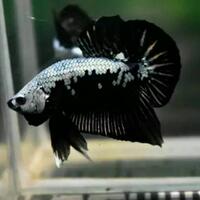 ikan-cupang-si-primadona-kecil