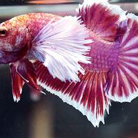 ikan-cupang-si-primadona-kecil