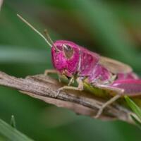 temuan-belalang-pink-bikin-gemas-di-dunia-maya