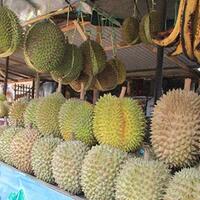 pedagang-durian-ini-ditipu-pakai-duit-palsu-kok-tega-banget-ya