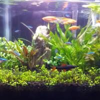 aquascape-for-everyone-learning-and-sharing---part-4