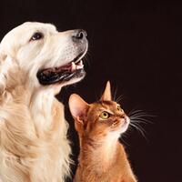 kucing-di-jepang-punya-kartu-identitas