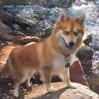 pernah-viral-ini--penampakan--anjing-atau-rubah--netizen-kembali-bingung