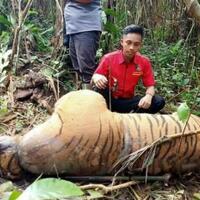 terjerat-kawat-seekor-harimau-sumatera-ditemukan-mati