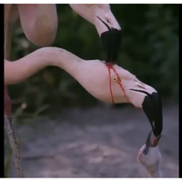 viral-video-flamingo-kasih-minum-darah-ke-anaknya-ini-penjelasannya