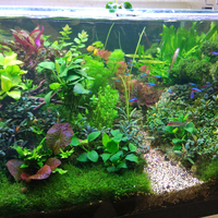 aquascape-for-everyone-learning-and-sharing---part-4