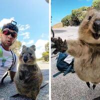lihat-nih-quokka-hewan-paling-bahagia-di-bumi-yang-memiliki-senyum-abadi