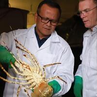 edhy-prabowo-sebut-lobster-tidak-akan-punah-meski-sering-diambil