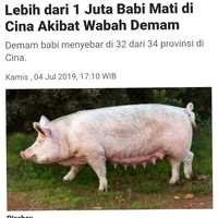 ribuan-babi-mati-mendadak-di-ntt-mirip-di-sumut--bali