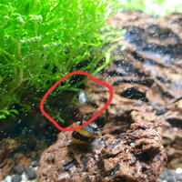 aquascape-for-everyone-learning-and-sharing---part-4