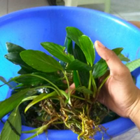 aquascape-for-everyone-learning-and-sharing---part-4