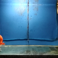 coc-pets-piara-ikan-mas-koki-5-ribuan-tapi-awet-aslinyalo