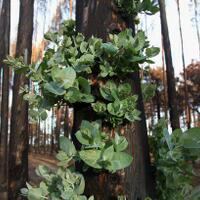 setelah-kebakaran-hutan-australia-kini-pohon-pohon-tumbuh-kembali