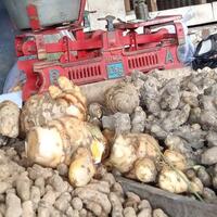 setelah-masker-giliran-jahe-kunyit-temulawak-dibanderol-harga-selangit