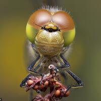 capung-bermata-serangga-memenangkan-kontes-fotografi-satwa-liar-tahunan