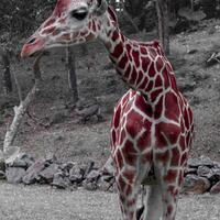 kampung-canoners-reborn