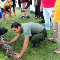 geger-buaya-masuk-kampung-dan-makan-ternak-babi-di-kotawaringin