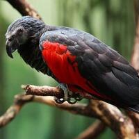 ada-dracula-di-indonesia-burung-nuri-asal-papua-yang-berwarna-hitam