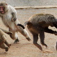 ratusan-monyet-di-thailand--tawuran--kena-dampak-corona